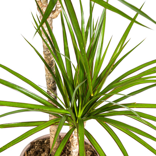 Drachenbaum - Dracaena Marginata Green Ø19cm - ↕70 - 90cm
