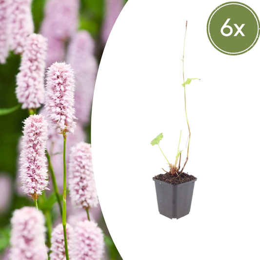 6x Wiesen-Knöterich - Persicaria bistorta - ↕10-25cm - Ø9cm