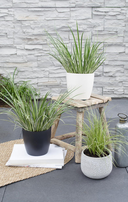 Acorus gramineus 'Argenteostriatus' - Ø14cm - ↕30cm