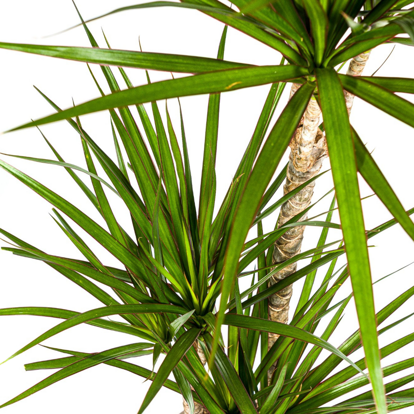 Drachenbaum - Dracaena Marginata Green Ø21cm - ↕110 - 130cm