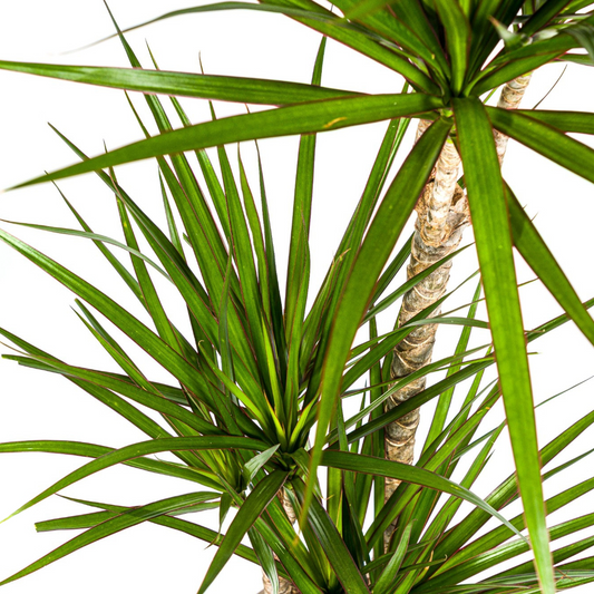 Drachenbaum - Dracaena Marginata Green Ø21cm - ↕110 - 130cm