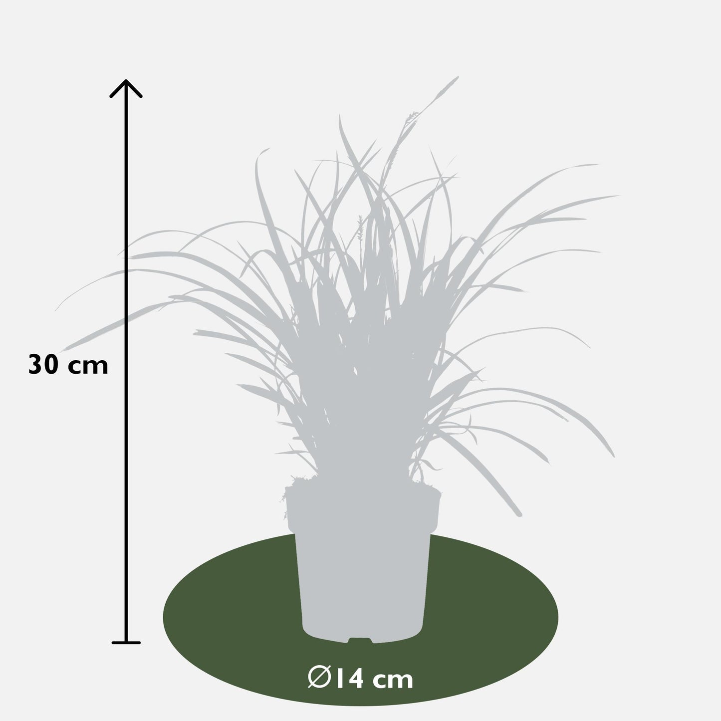 3x - Carex morrowii 'Ice Dance' - ↨30cm - Ø14