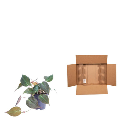 Dunkler Baumfreund - Philodendron scandens 'Micans' - 25 cm - ø12