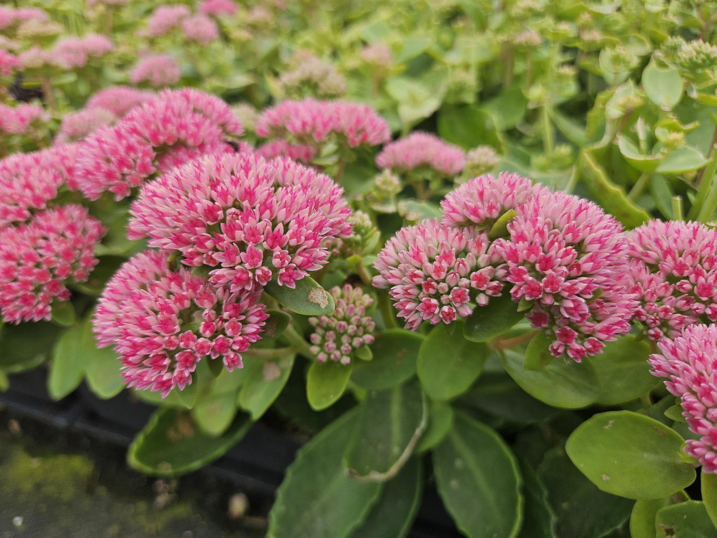 6x Sedum 'Herbstfreude' - ↕10-25cm - Ø9cm