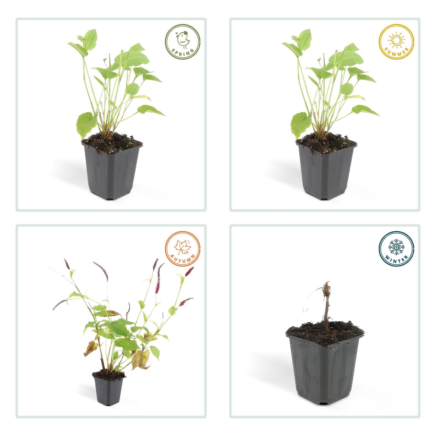 6x Persicaria amplexicaulis - ↕10-25cm - Ø9cm