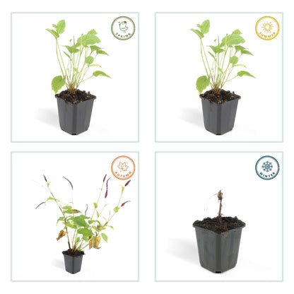 6x Persicaria amplexicaulis - ↕10-25cm - Ø9cm