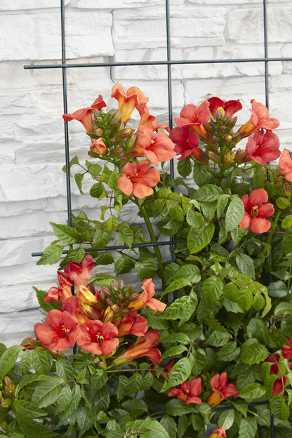 2x Trompetenkletterer - Campsis Summer Jazz 'Fire Trumpet' - ↨65cm - Ø15