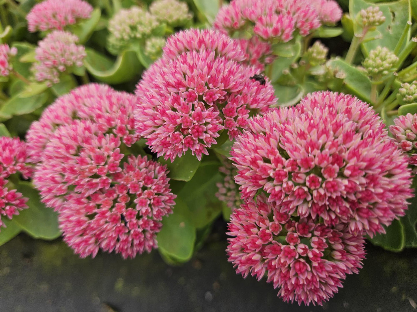 6x Sedum 'Herbstfreude' - ↕10-25cm - Ø9cm