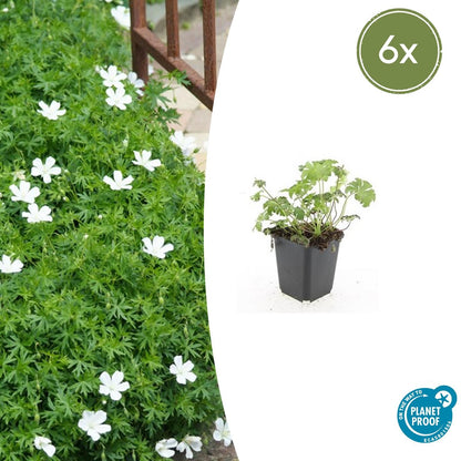 6x Geranium sang. 'Album' - ↕10-25cm - Ø9cm