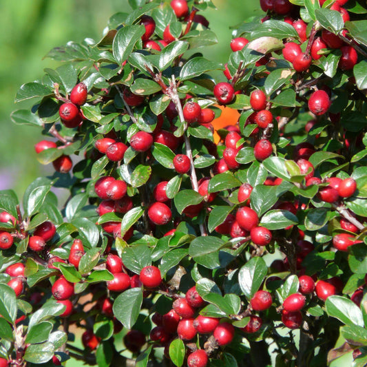 6x Teppich-Zwergmispel - Cotoneaster dammeri - ↕10-25cm - Ø9cm