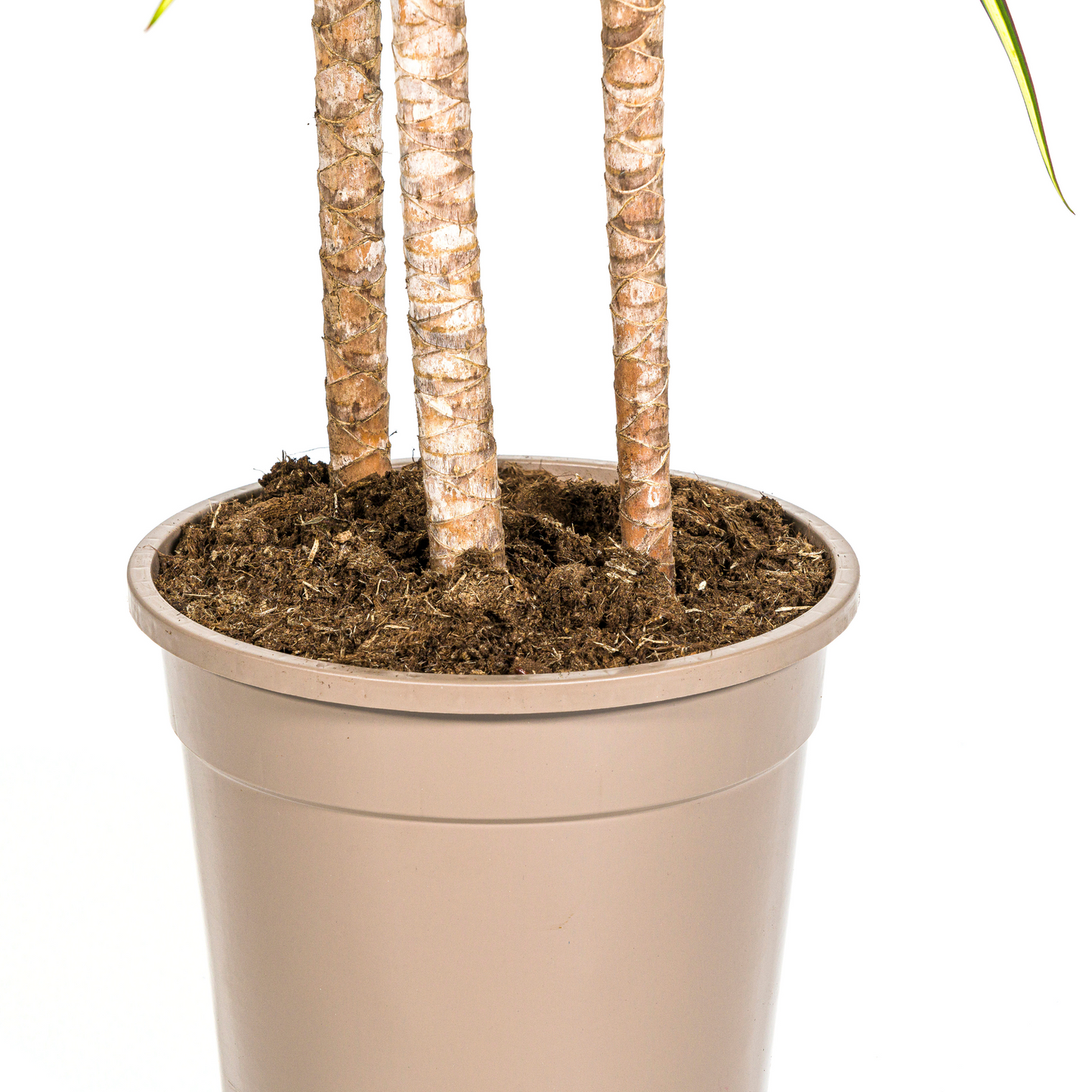 Drachenbaum - Dracaena Marginata Sunray mit Korb Ø24cm - ↕130 - 150cm