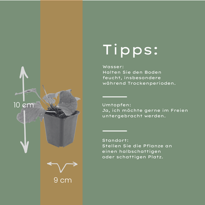 6x kaukasisches Vergissmeinnicht - Brunnera macrophylla - ↕10-25cm - Ø9cm