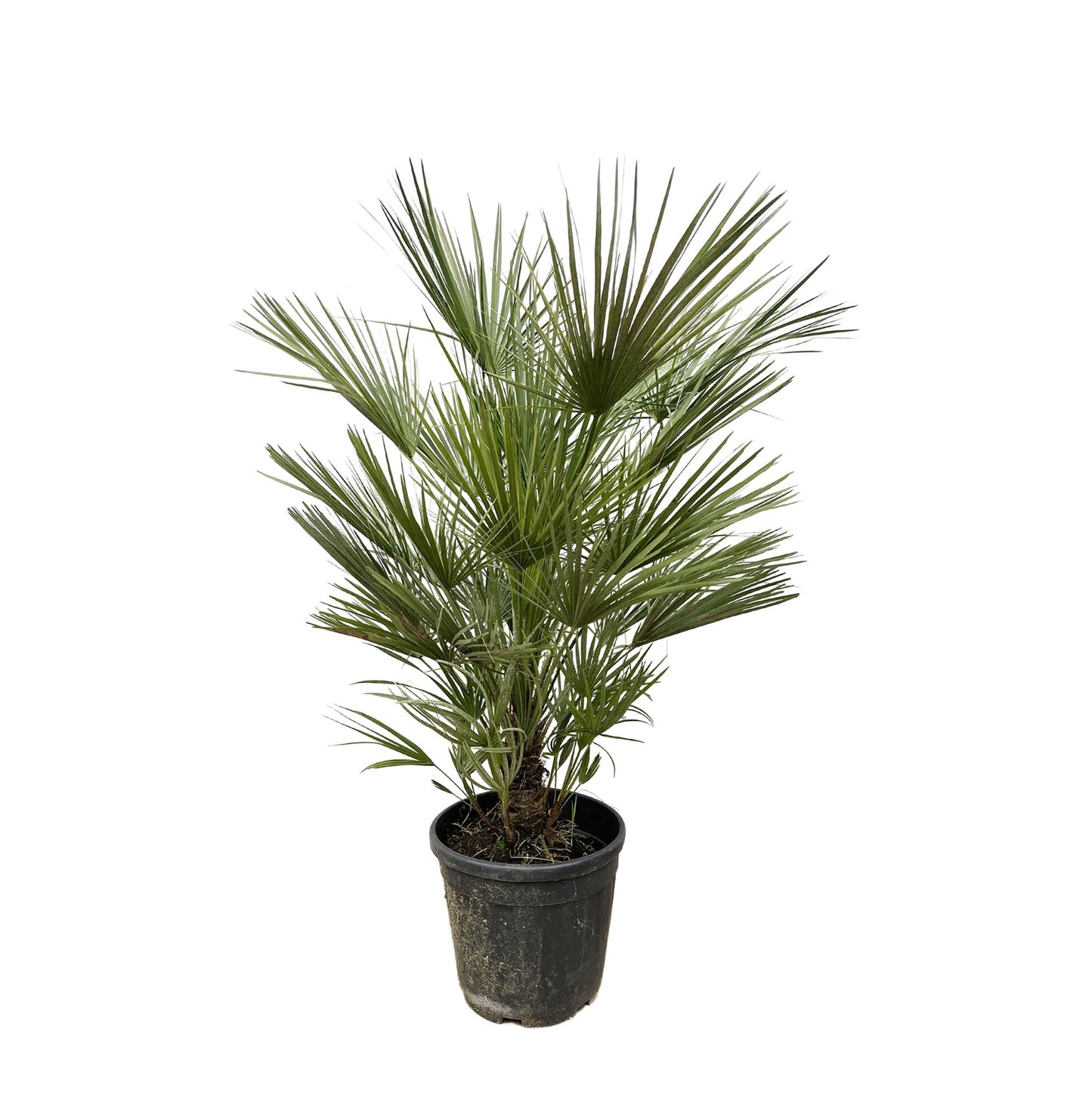 Chamaerops Humilis - 150cm- ø30cm
