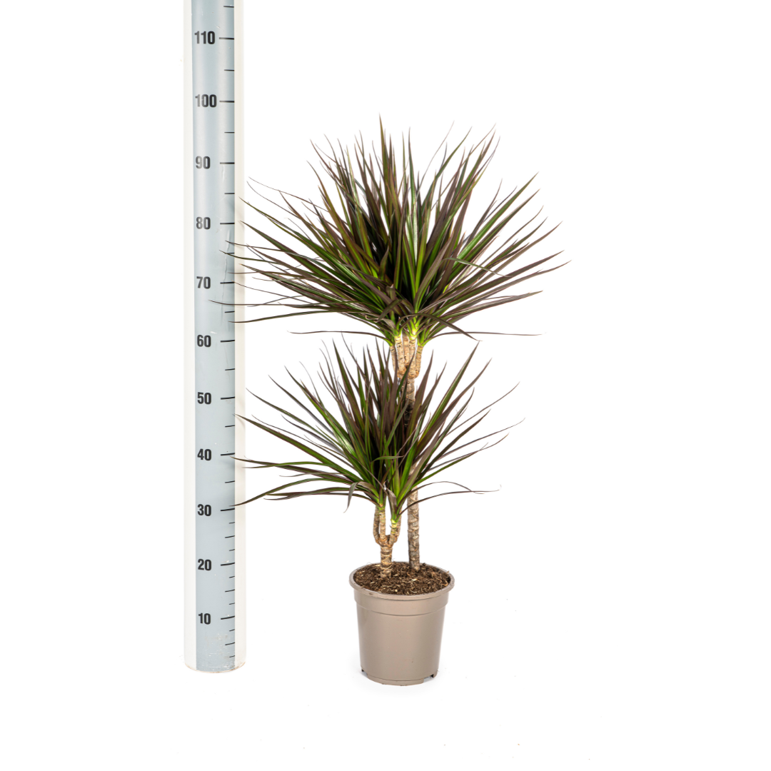 Drachenbaum - Dracaena Marginata Magenta Ø19cm - ↕70-90cm