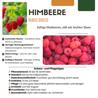6 x Bio-Himbeerpflanzen – Ø 13 cm – ↨ 20 cm