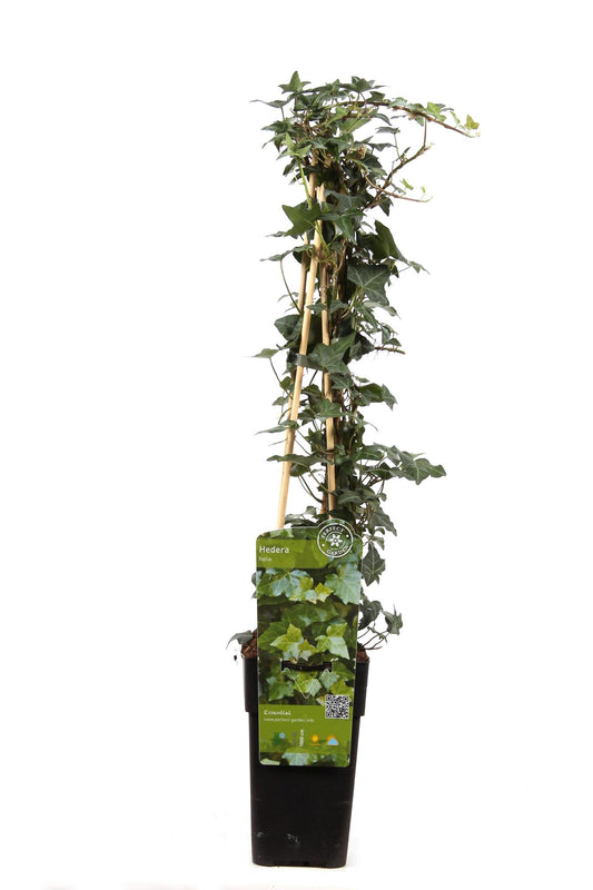 Gemeiner Efeu - Hedera helix - Ø15cm - ↕65cm