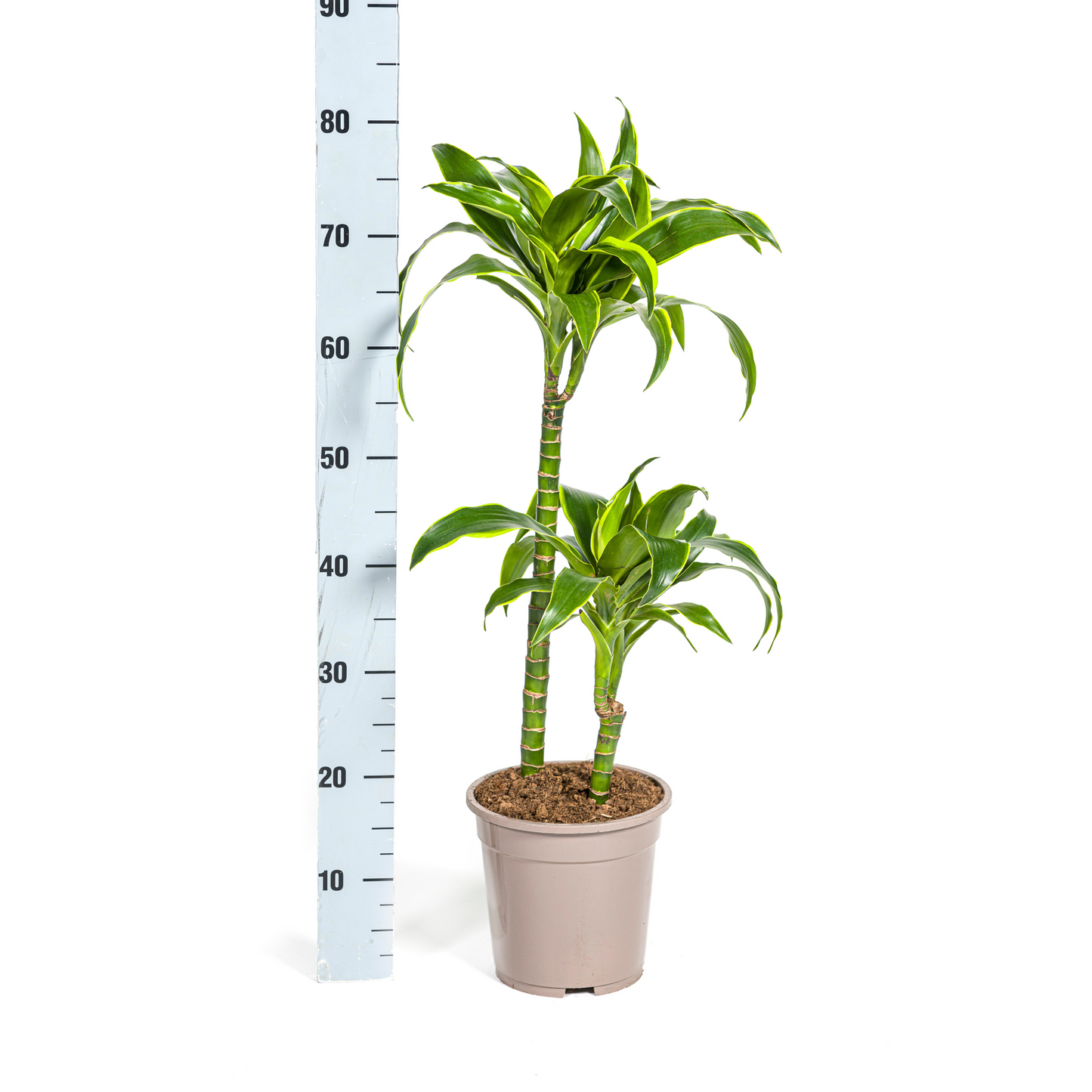 Drachenbaum - Dracaena Deremensis Dorado Ø19cm - ↕70 - 90cm
