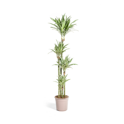 Drachenbaum - Dracaena Deremensis White Stripe Ø27cm - ↕170 - 190cm
