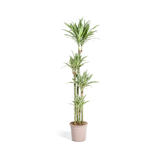 Drachenbaum - Dracaena Deremensis White Stripe Ø27cm - ↕170 - 190cm