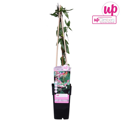 Immergrünes Geißblatt - Lonicera henryi - Ø15cm - ↕65cm