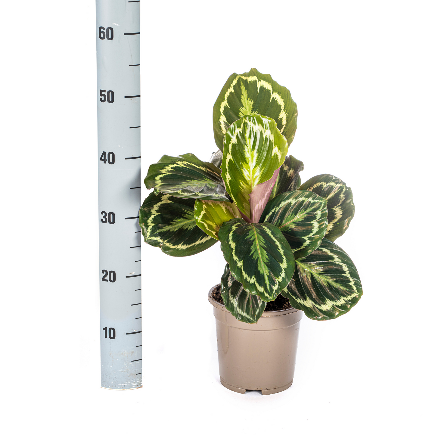 Korbmarante - Calathea Medallion - Ø17cm - ↕40 - 50cm