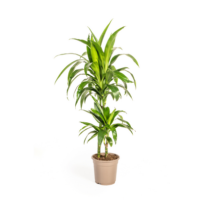 Drachenbaum - Dracaena Deremensis Lisa Ø19cm - ↕70 - 90cm