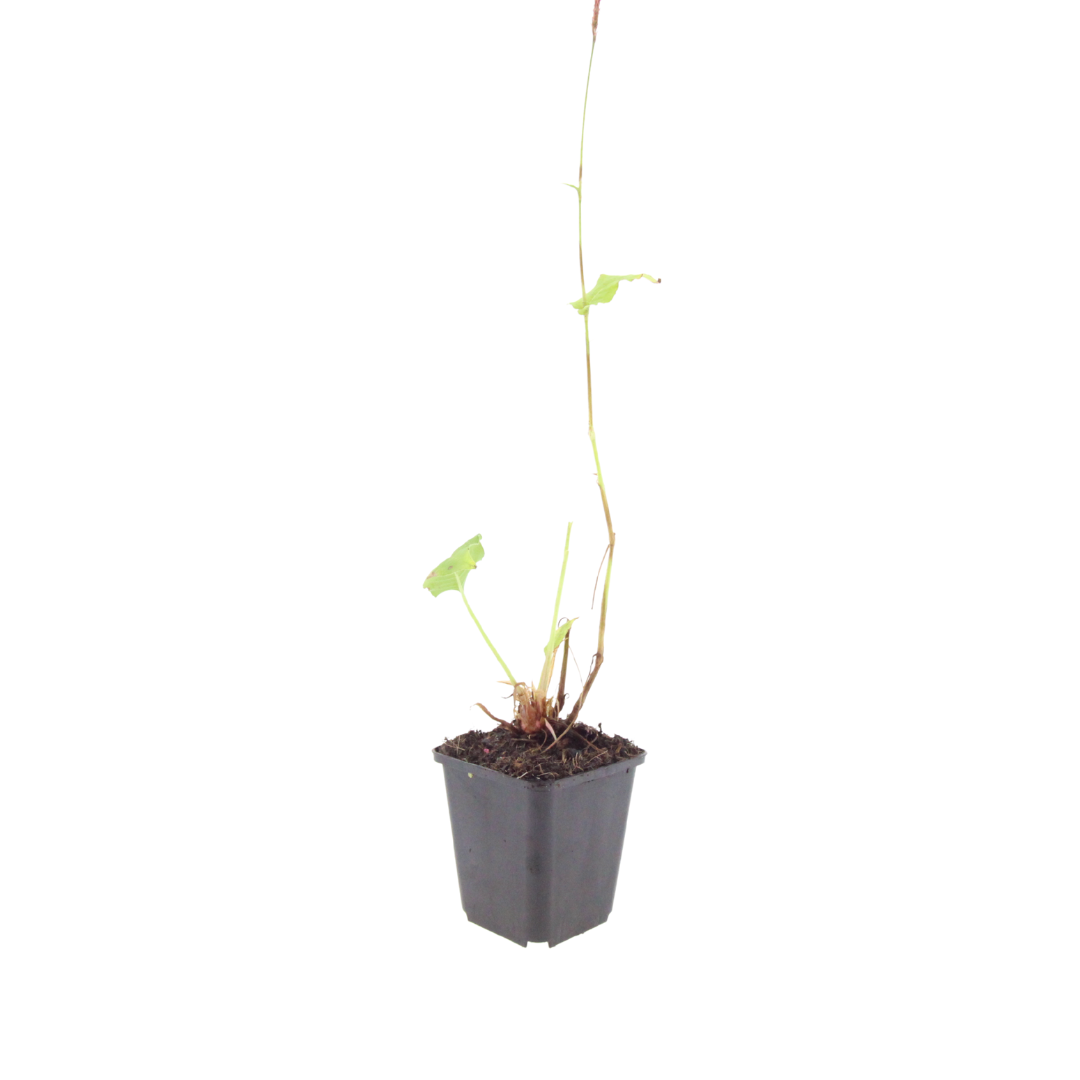 6x Knöterich - Persicaria aff. 'Superba' - ↕10-25cm - Ø9cm