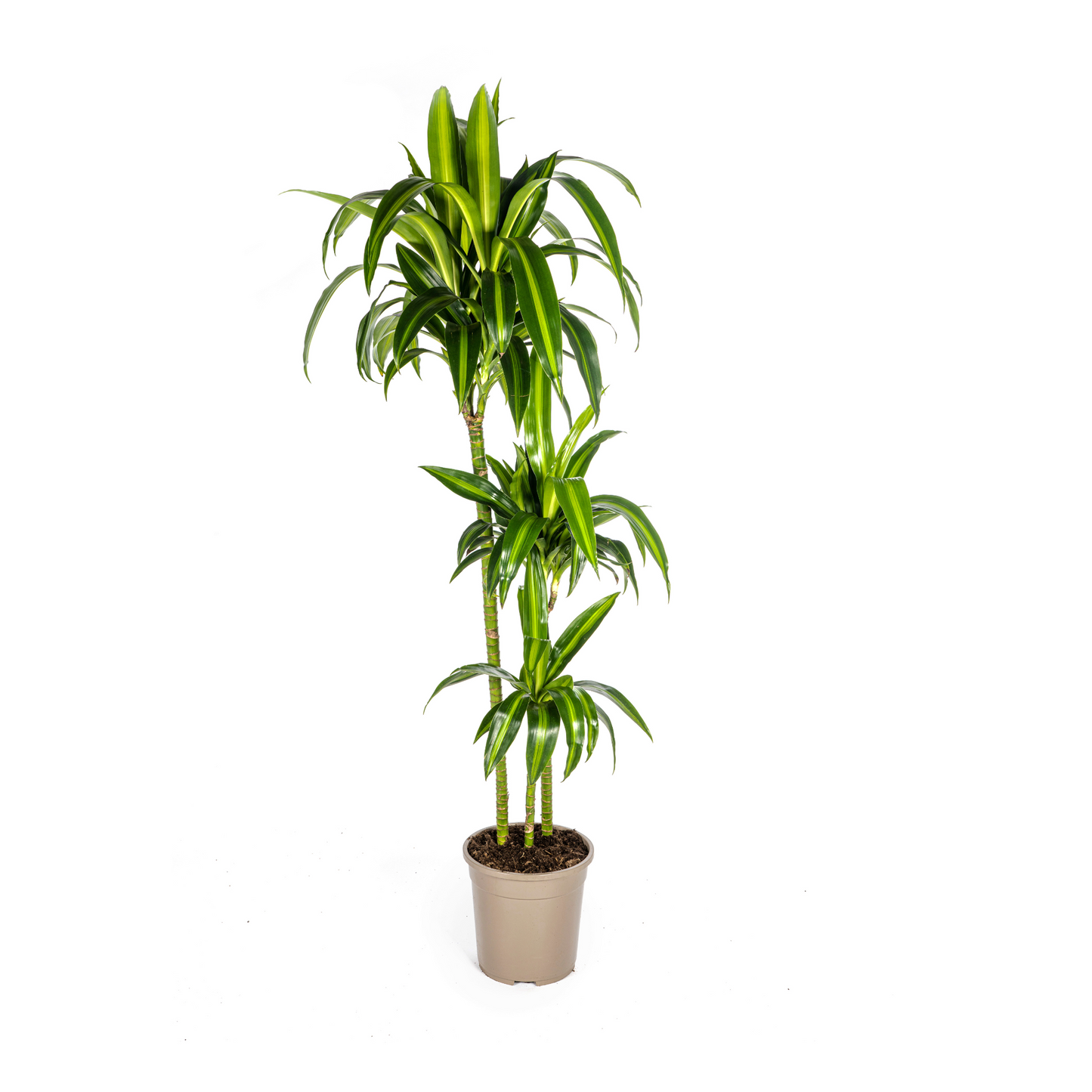 Drachenbaum - Dracaena Deremensis Hawaiian Sunshine Ø24cm - ↕130 - 150cm