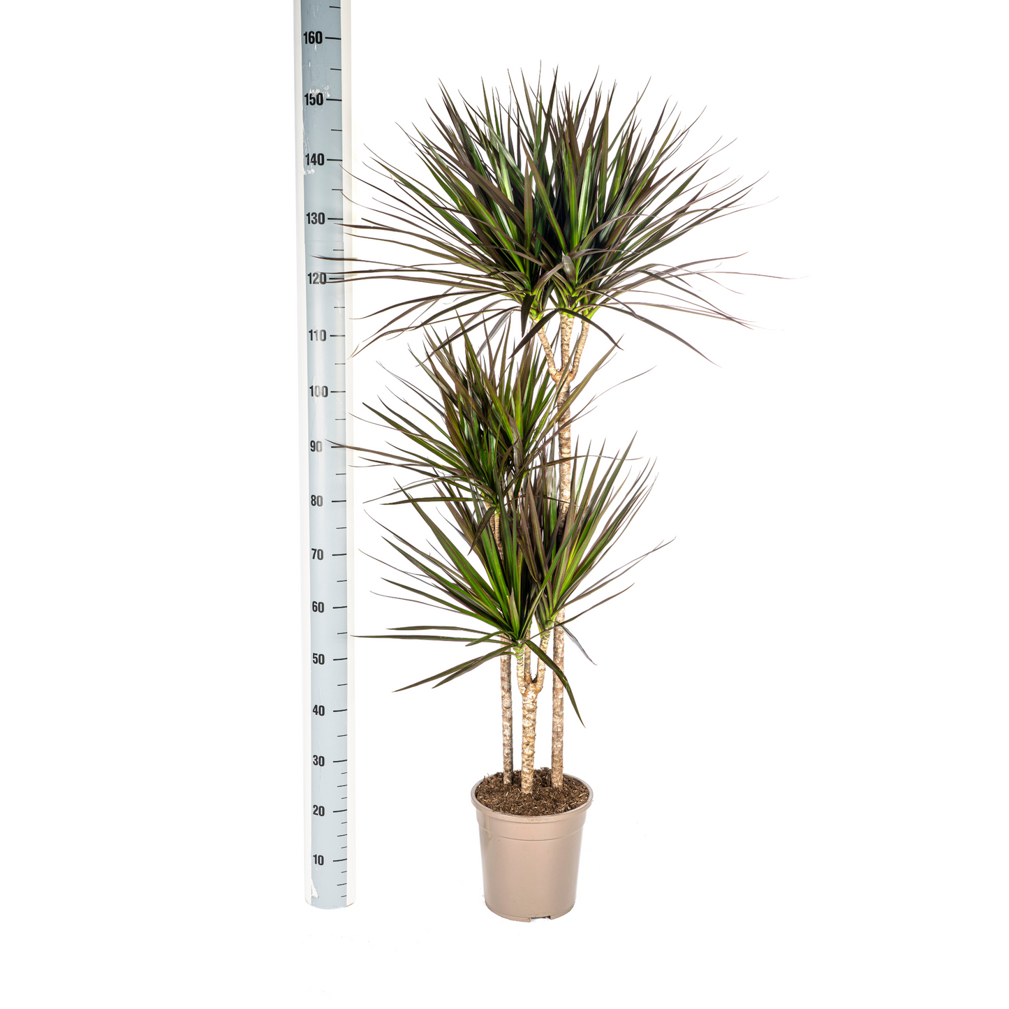 Drachenbaum - Dracaena Marginata Magenta Ø24cm - ↕130 - 150cm
