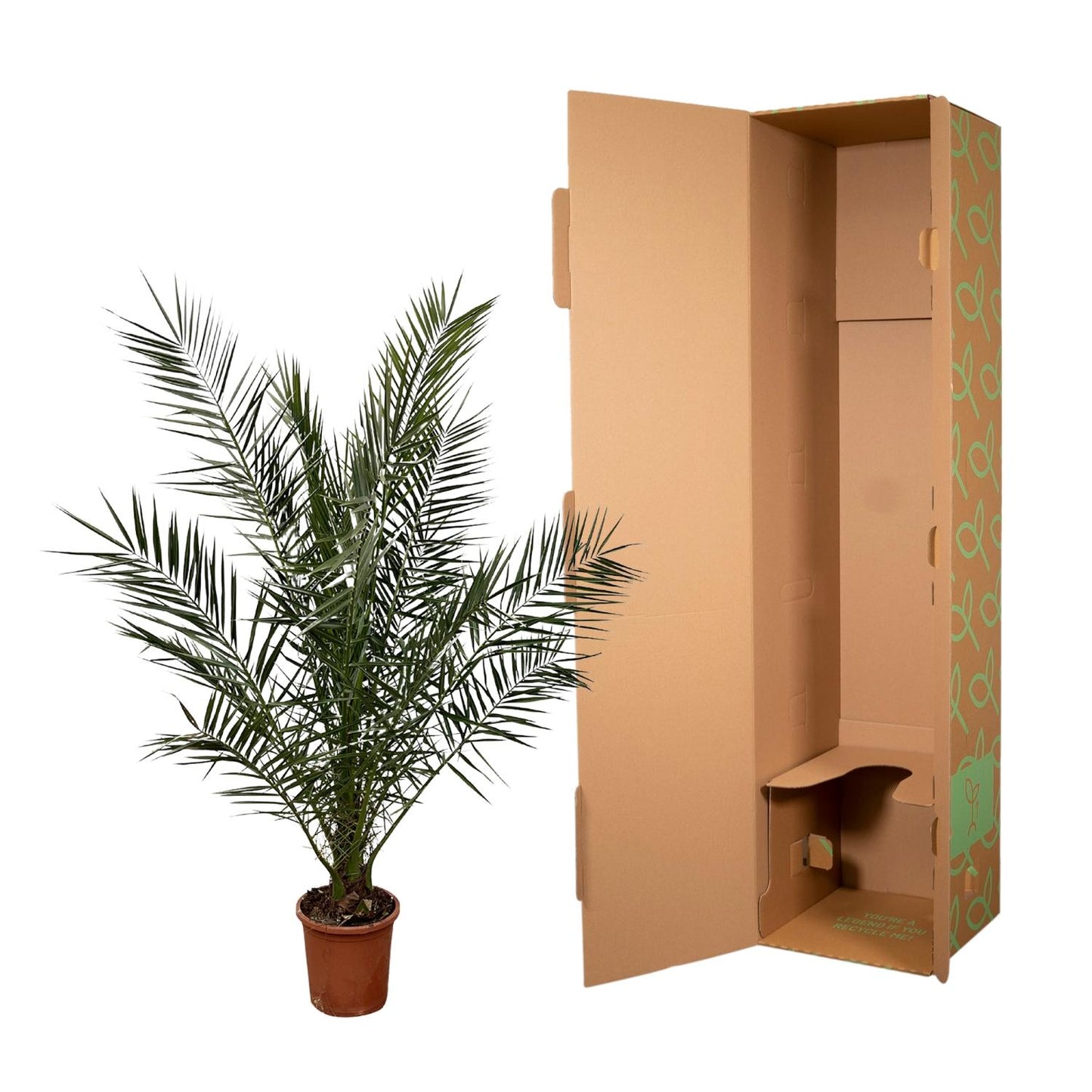 Phoenix Canariensis - 180 cm - Ø27cm