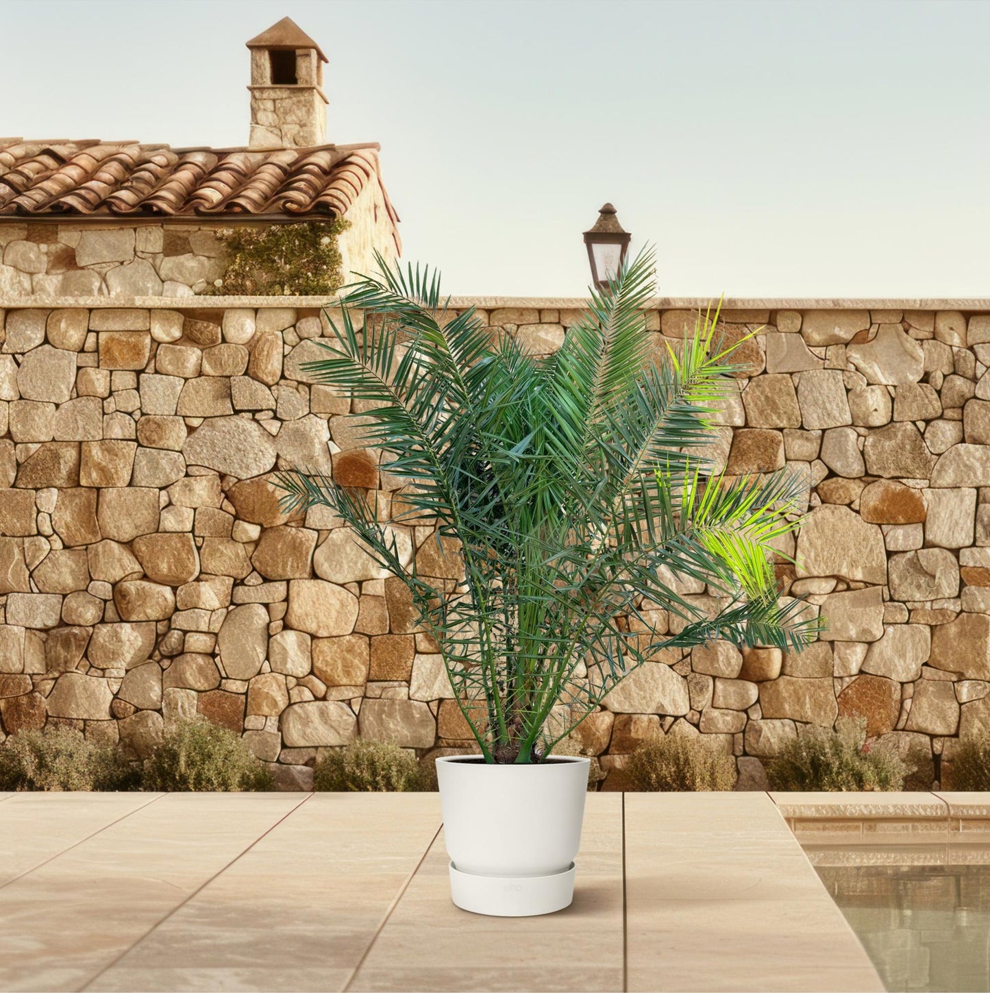 Phoenix Canariensis - 300cm - Ø50