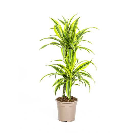 Drachenbaum - Dracaena Deremensis Lemon Lime Ø19cm - ↕70 - 90cm