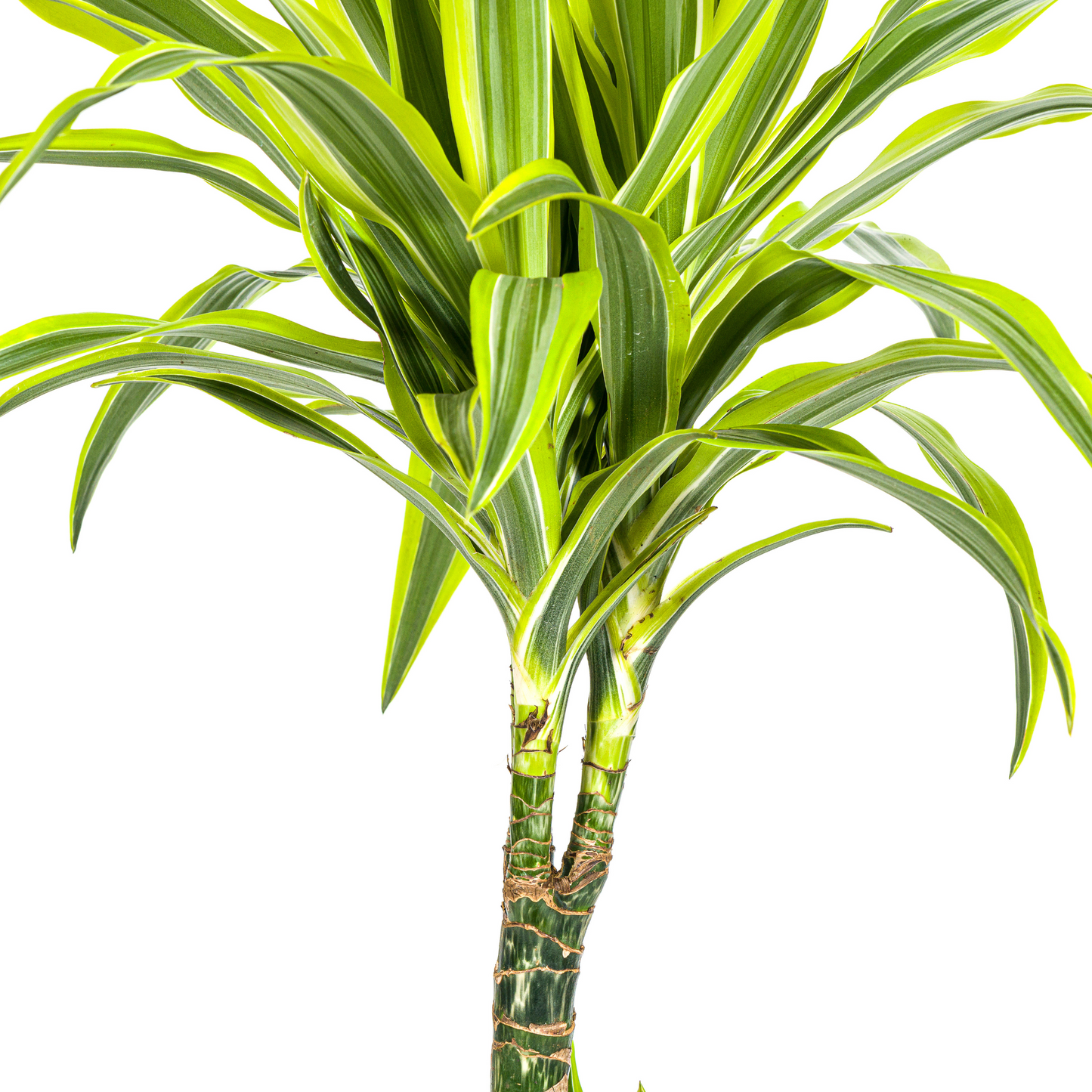 Drachenbaum - Dracaena Deremensis Lemon Lime mit Korb Ø21cm - ↕90 - 110cm