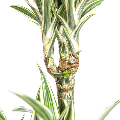 Drachenbaum - Dracaena Deremensis White Stripe mit Korb Ø24cm - ↕130 - 150cm