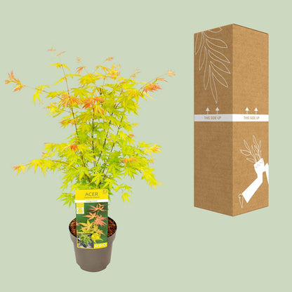 Ahorn - Acer palmatum Orange Dream - Ø19cm - ↕50cm
