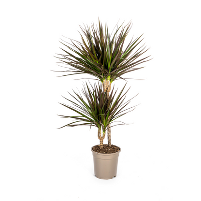 Drachenbaum - Dracaena Marginata Magenta Ø19cm - ↕70-90cm