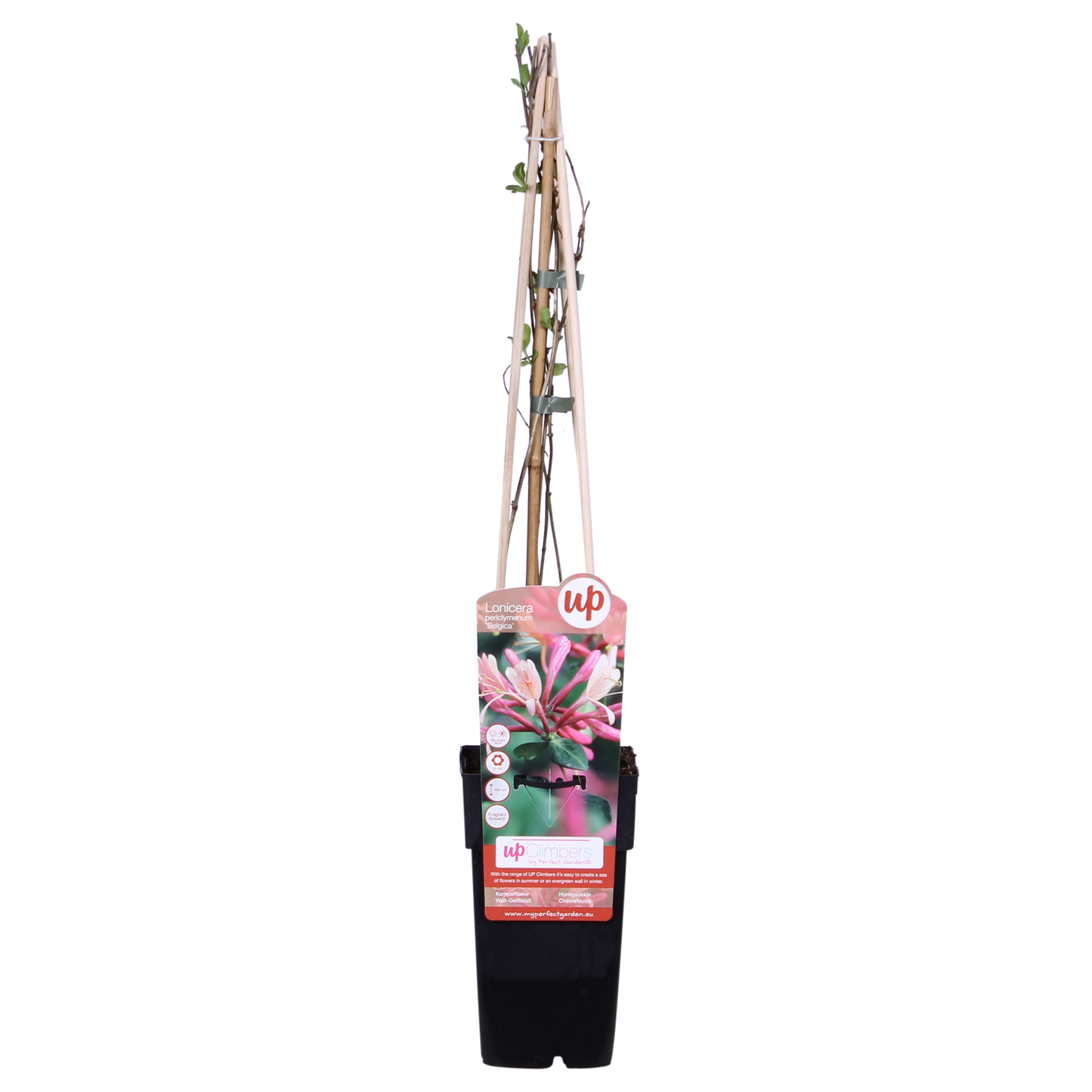 Wald-Geißschlinge - Lonicera periclymenum 'Belgica' - Ø15cm - ↕65cm