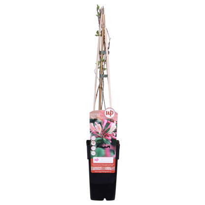 Wald-Geißschlinge - Lonicera periclymenum 'Belgica' - Ø15cm - ↕65cm