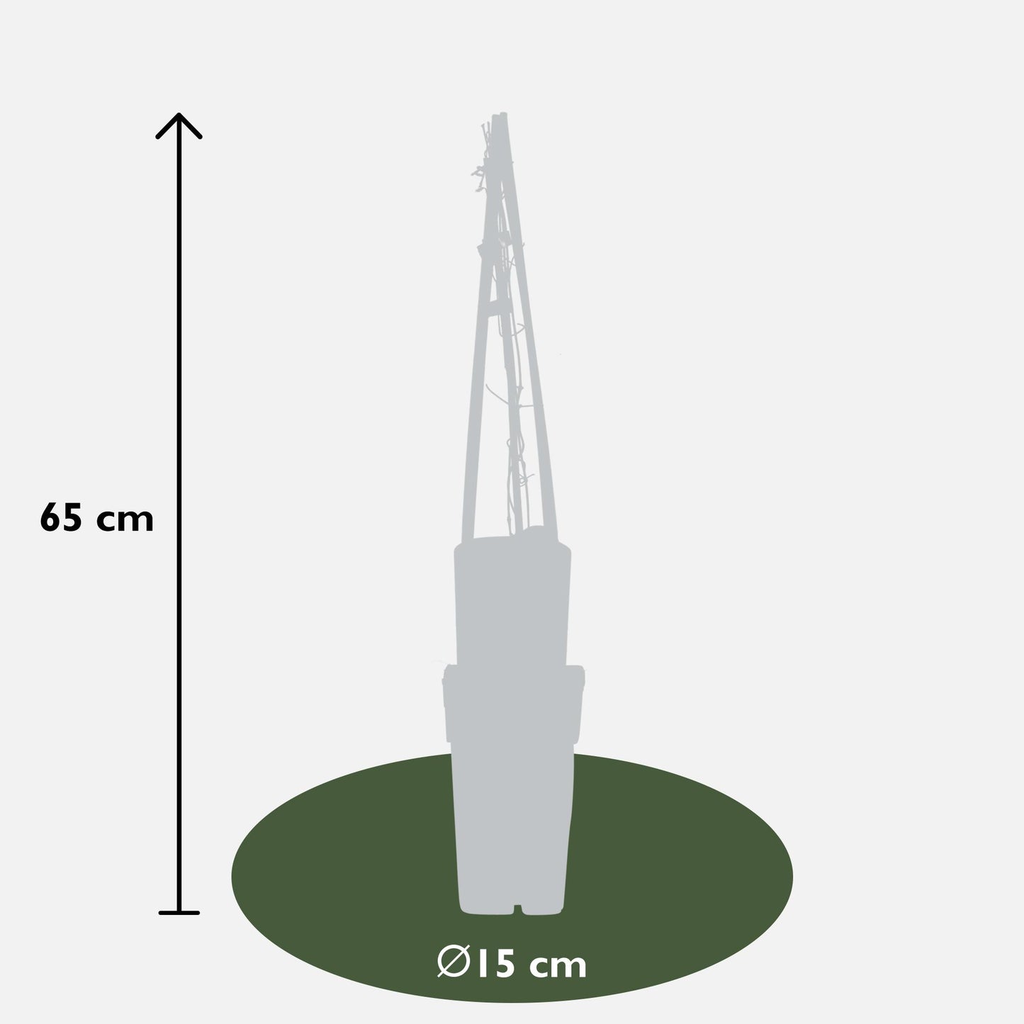 blaue Clematis "Multi Blue" - Ø15cm - ↕65cm
