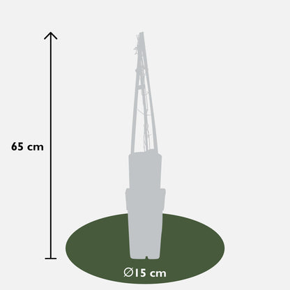 blaue Clematis "Multi Blue" - Ø15cm - ↕65cm