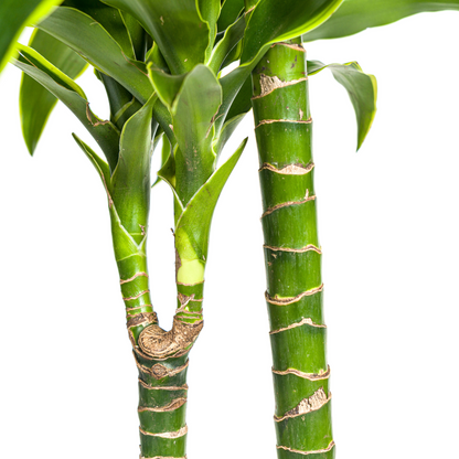 Drachenbaum - Dracaena Deremensis Dorado mit Korb Ø24cm - ↕120 - 140cm