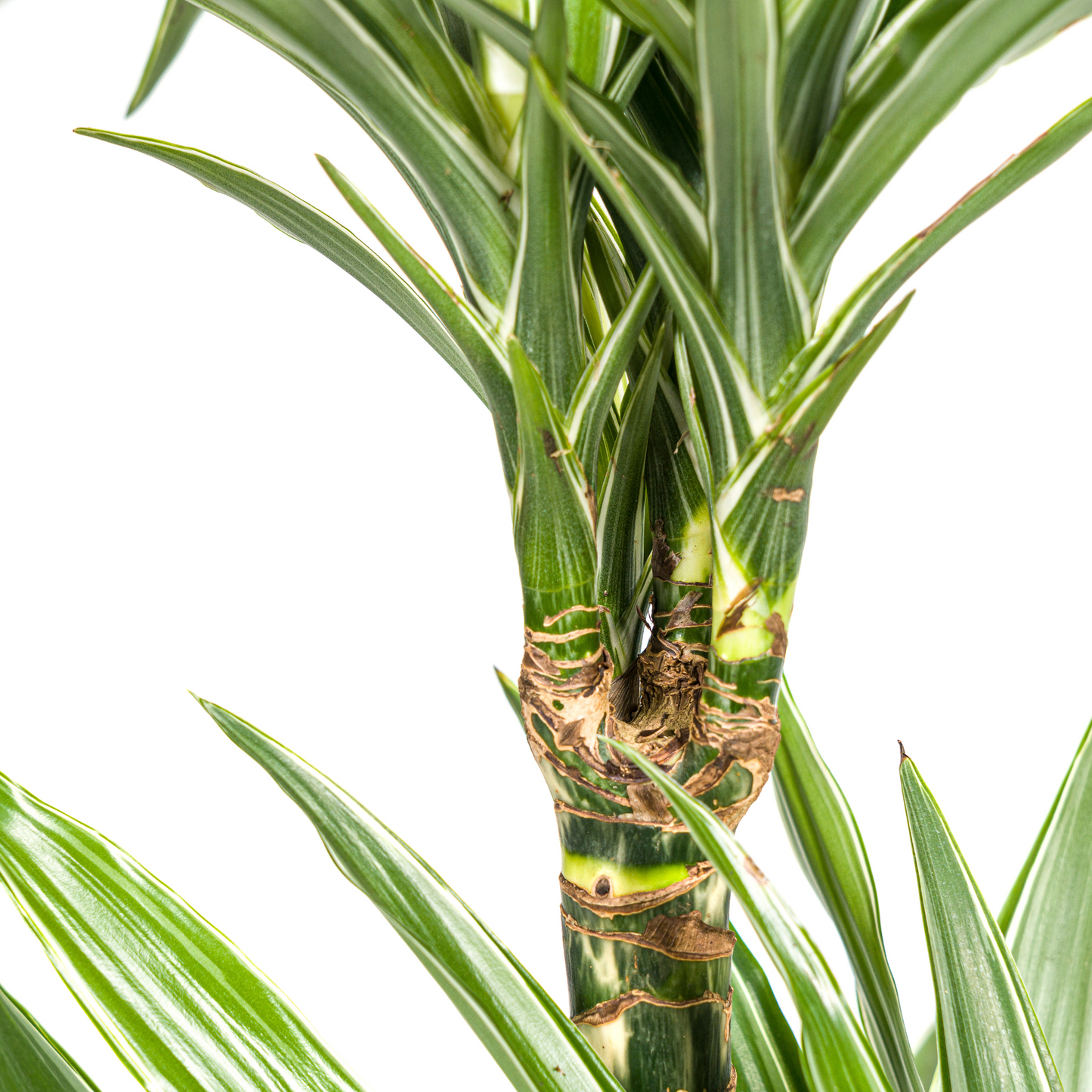 Drachenbaum - Dracaena Deremensis White Stripe Ø19cm - ↕70 - 90cm