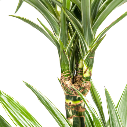 Drachenbaum - Dracaena Deremensis White Stripe Ø19cm - ↕70 - 90cm