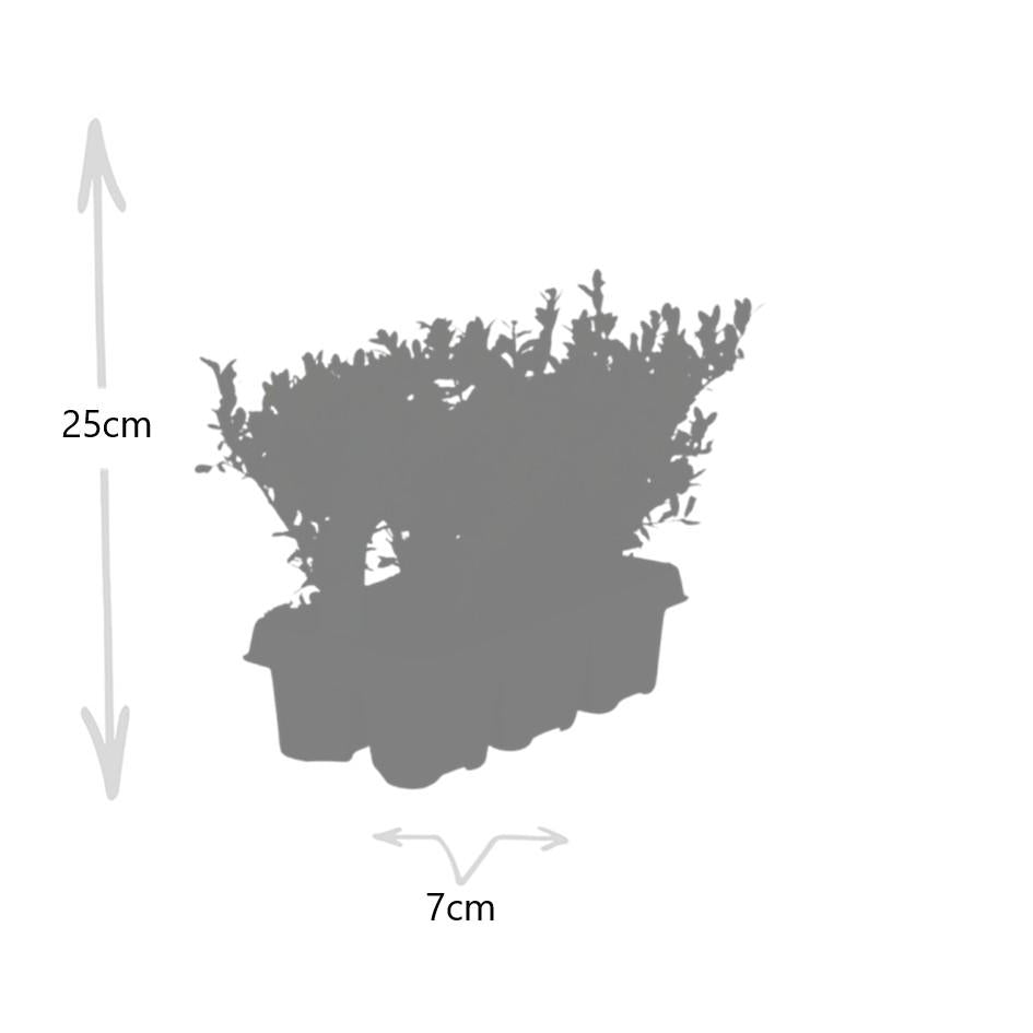6x japanische Stechpalme - Ilex crenata 'Jenny' - Ø7 cm - ↕15 cm