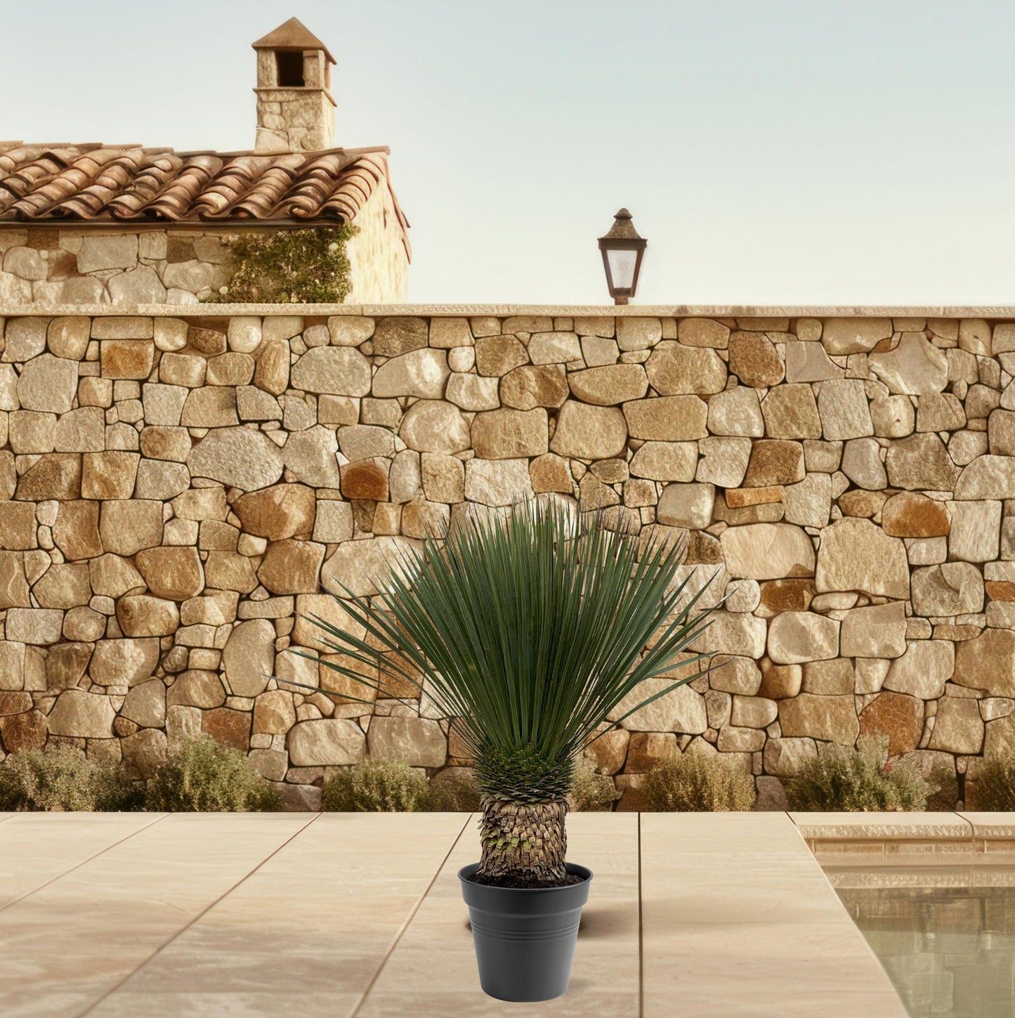 Yucca Rostrata - 130 - 150 cm - Ø50