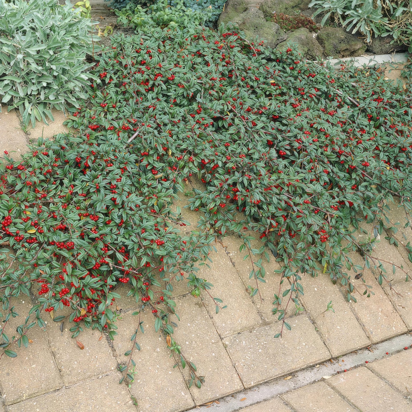 6x Teppich-Zwergmispel - Cotoneaster dammeri - ↕10-25cm - Ø9cm
