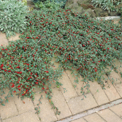6x Teppich-Zwergmispel - Cotoneaster dammeri - ↕10-25cm - Ø9cm