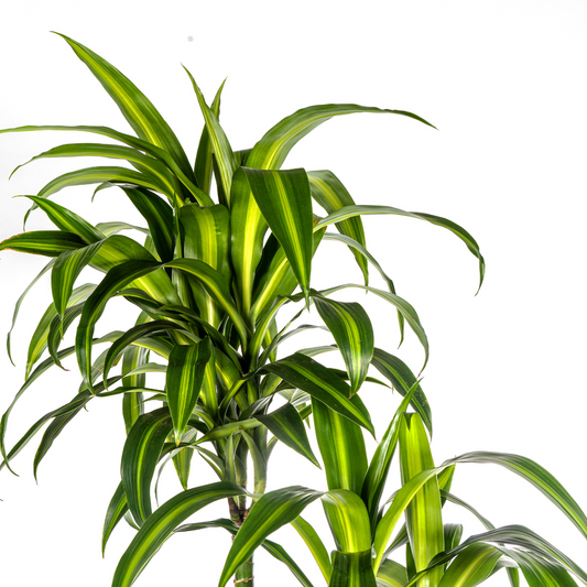 Drachenbaum - Dracaena Deremensis Hawaiian Sunshine Ø27cm - ↕170 - 190cm