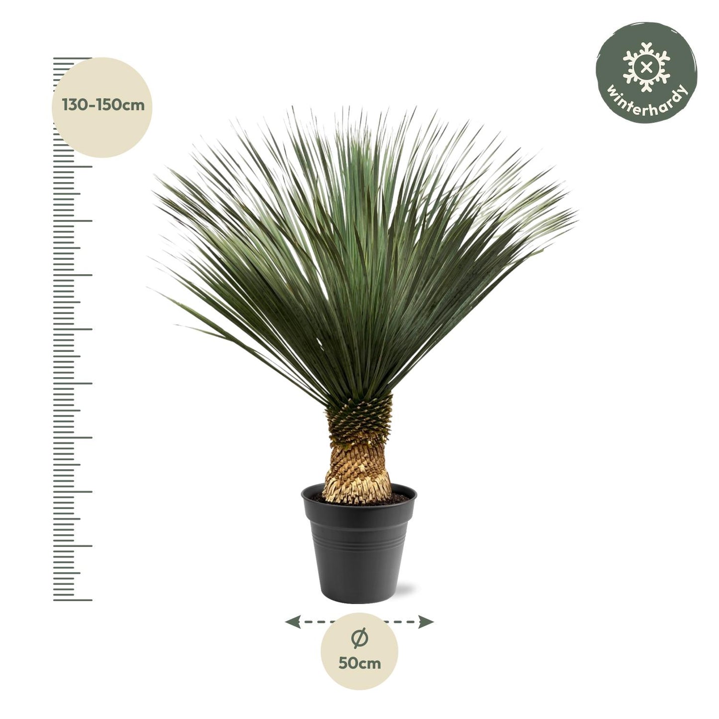 Yucca Rostrata - 130 - 150 cm - Ø50