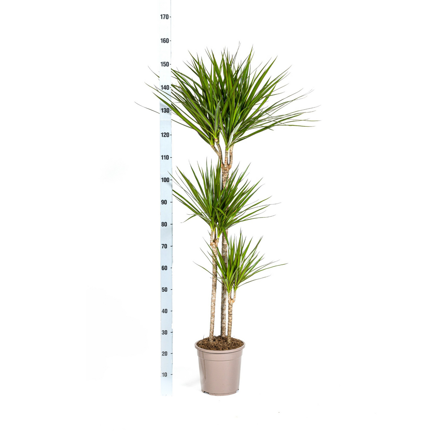 Drachenbaum - Dracaena Marginata Green Ø24cm - ↕130 - 150cm